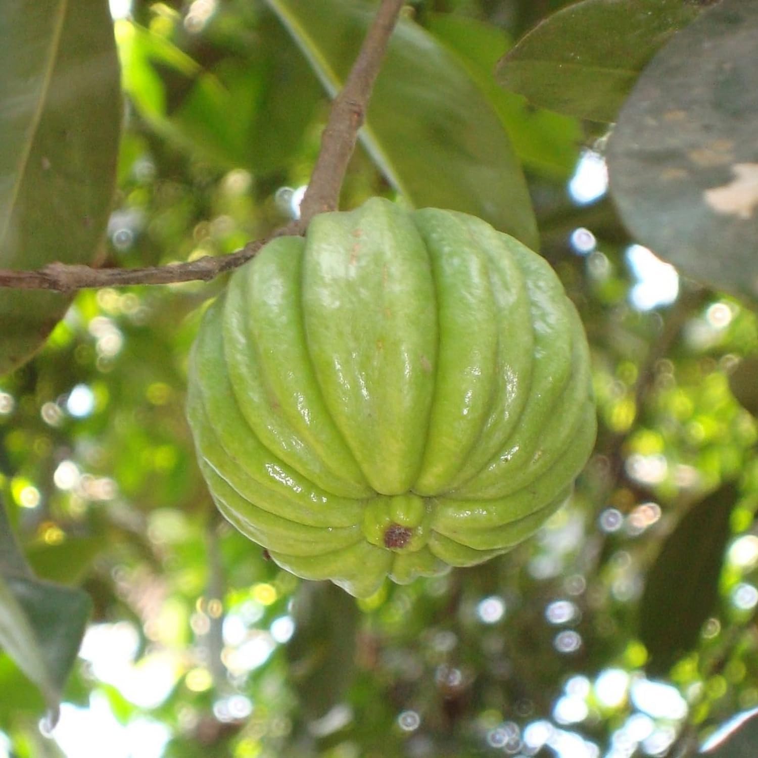 Hug A Plant | Malabar Tamarind/Kudampuli (Garcinia cambogia) Fruit Live Plant (Home & Garden)