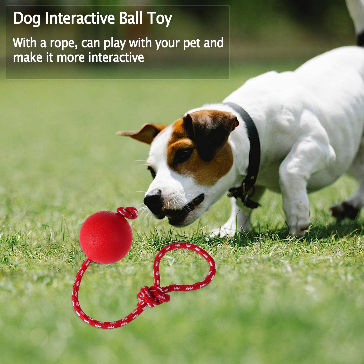 DINGO Palla Per Cani Con Testura E Corda 100 Cm – Gomma Naturale, Sporgenze Per Massaggio Gengivale, Taglia S (5 Cm), Colore Casuale