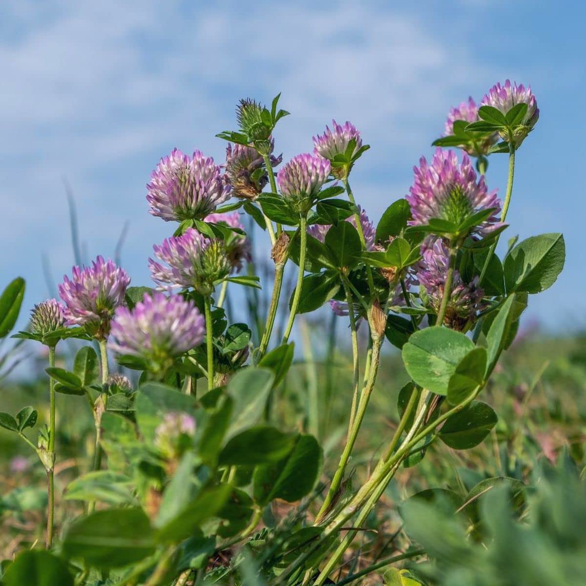Red Clover Seeds - Organic, Non-GMO, Heirloom Flower Seeds For Gardening & Cover Crops - Back To Nature Seed Co.