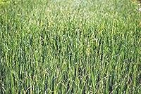 Vista 2 de Semilla de brote de alfalfa, brotes, reliquia, 100 semillas, micro verdes