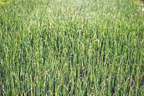 Miniatura 2 de Semilla de brote de alfalfa, brotes, reliquia, 100 semillas, micro verdes