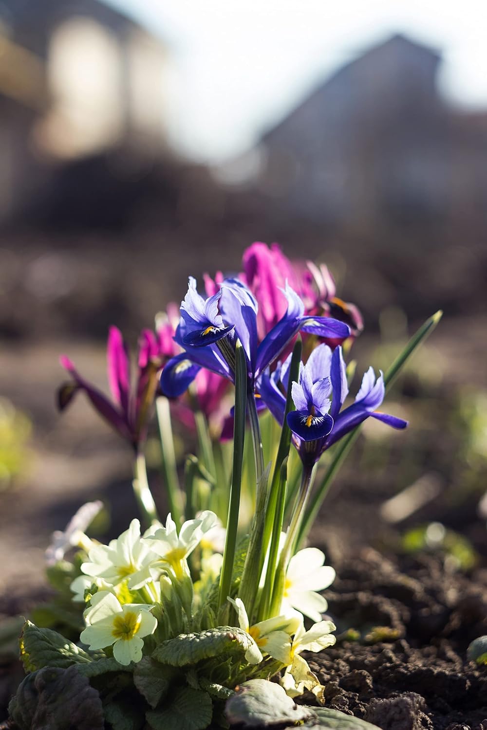 20x Iris Reticulata Mixed Bulbs Dwarf Miniature Blue Purple Flowers Ideal for Rockeries Pots Borders Hardy Early Spring Garden Perennial - Image 5