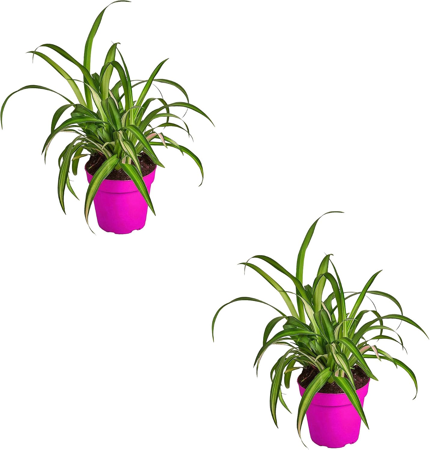 2 Pack Spider Plant Hawaiian in 4in Pot - Live Plants Tropical Houseplants | Variegated | USA Growers | The Snobby Leaf