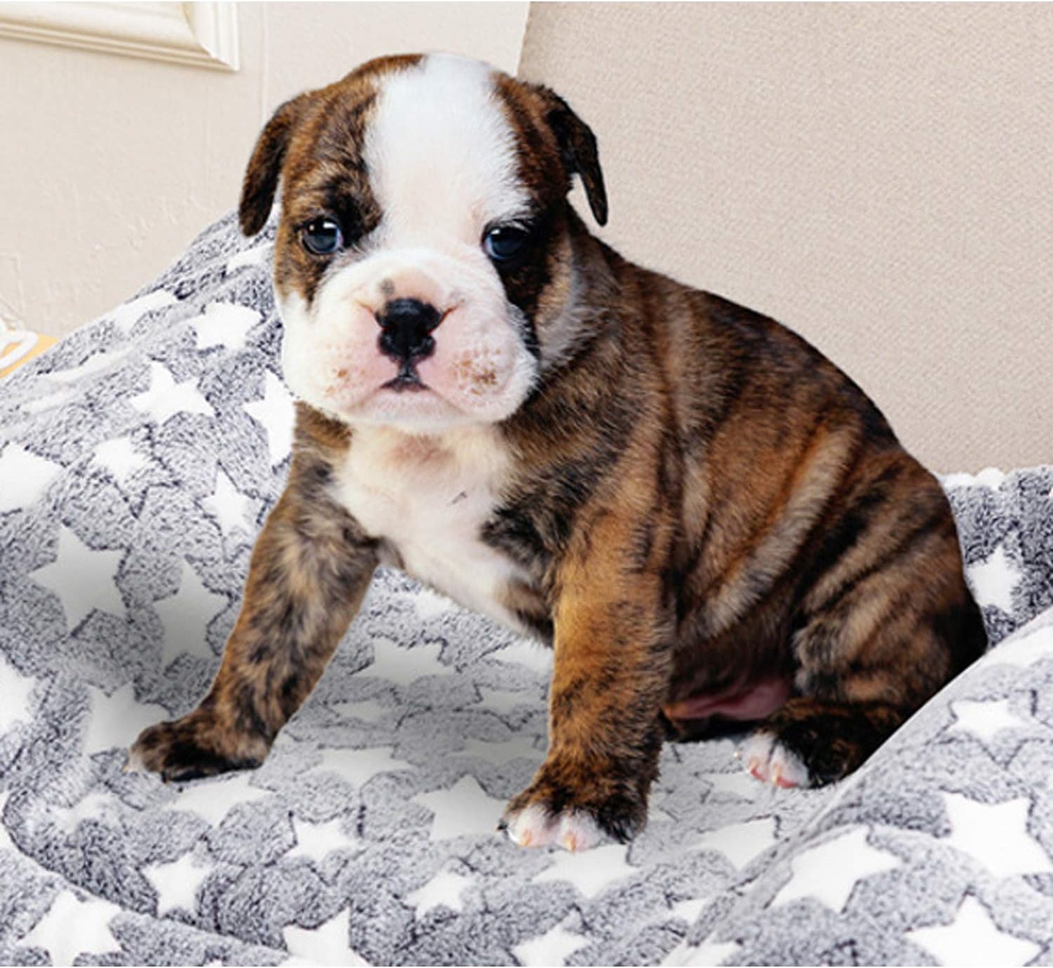 Movable Pet Pad Dog & Cat Bed Crate Pad (White Star, Small)