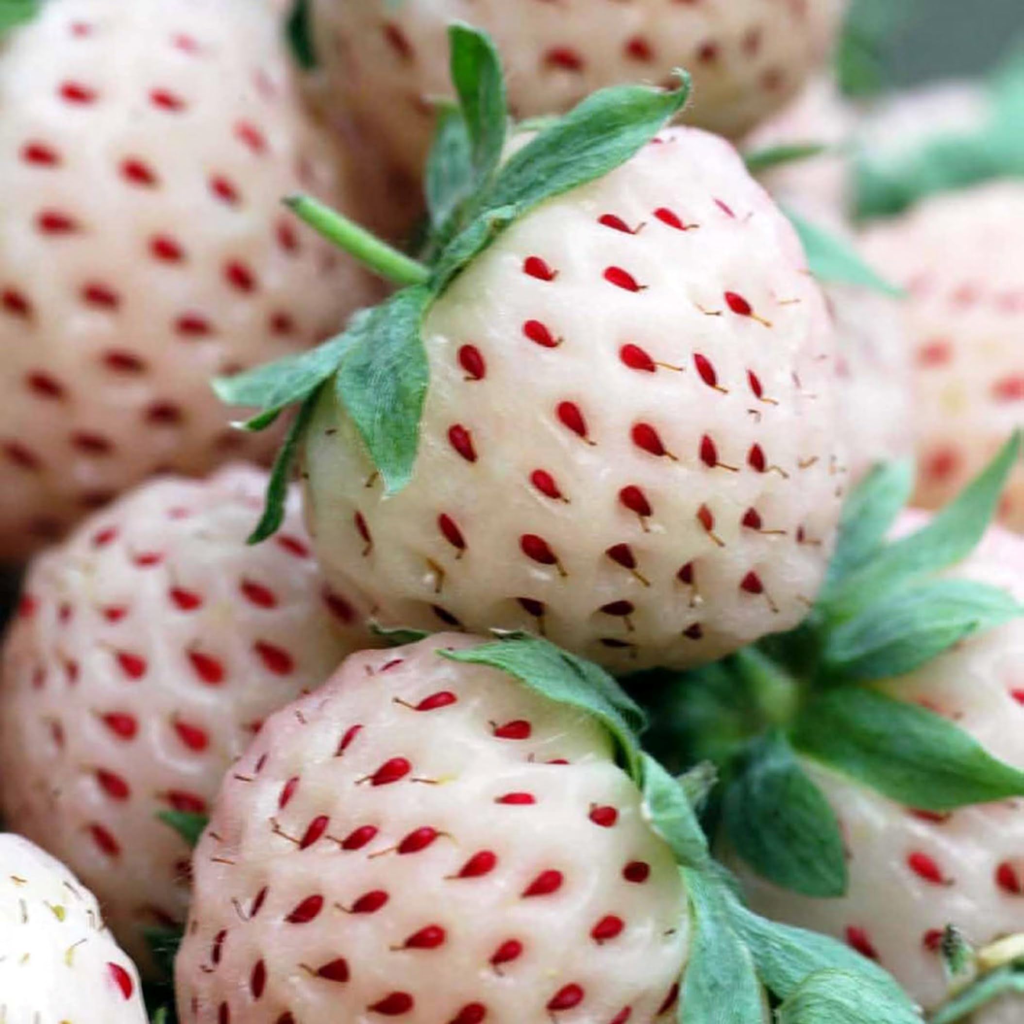 Plant Theory 9cm Pot Pineberry White Dream Fragaria Ananassa Outdoor Fruiting Plant