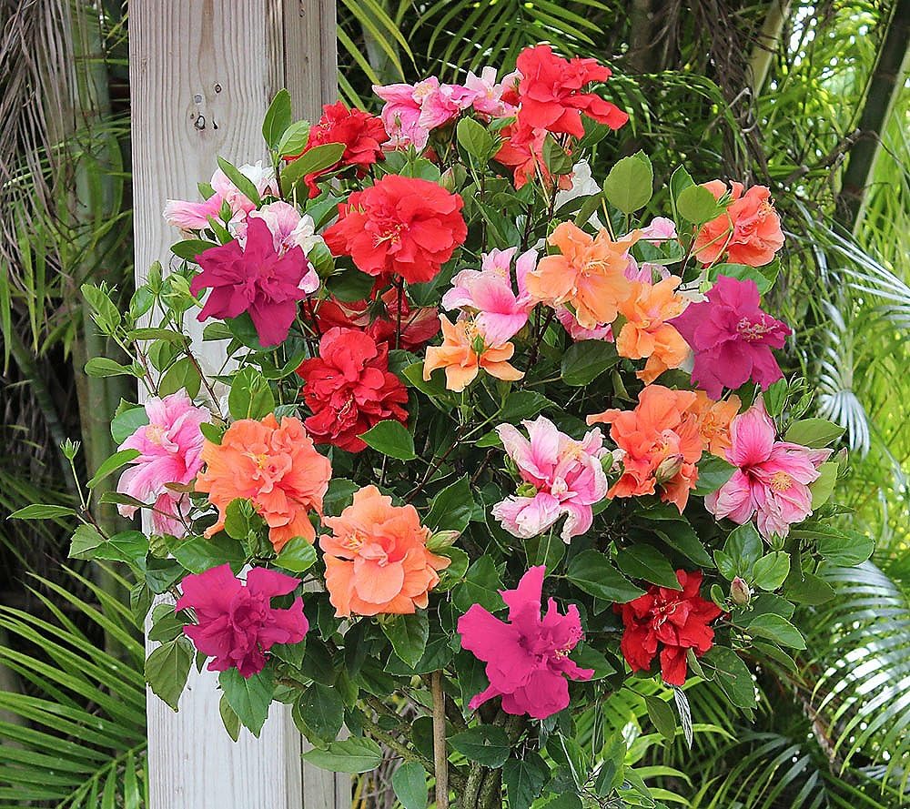 ShopCaart Multi Colour Grafted Hibiscus Flower Healthy Live Plant (More than 4 Colour in same Plant), Pack of 1 with a plastic grow bag, plant hight approx 10 inch (B0CFW3FYWK) Amazon Price History, Amazon Price Tracker