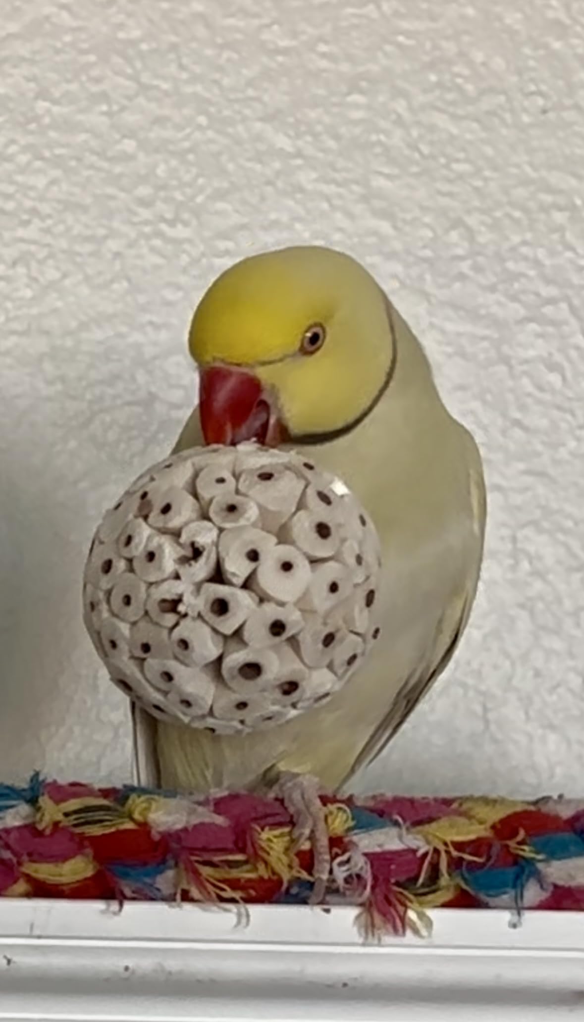 Sola Wood Bird Toy Bundle - Sola Balls & Sola Logs, Shreddable Chew Toys, Foot Toys, for Medium Birds, 10 Piece Set - image 6