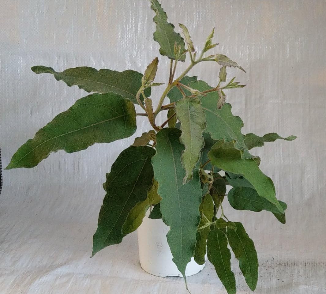 Eucalyptus Lemon Scented Gum, Eucalyptus citriodora Plant in 1 Litre