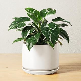 LE TAUCI Ceramic Pots for Plants, 6.8 Inch Plant Pots with Drainage Hole &