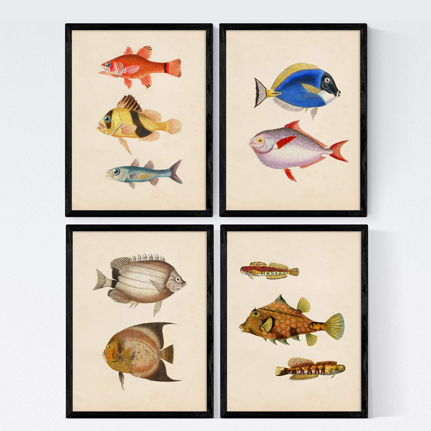 Nacnic Set 4 sheets of fish vintage colorful effect. Atlantic. Composition of 10 different fish in A3 size, background old paper vintage poster paper 250 gr high quali