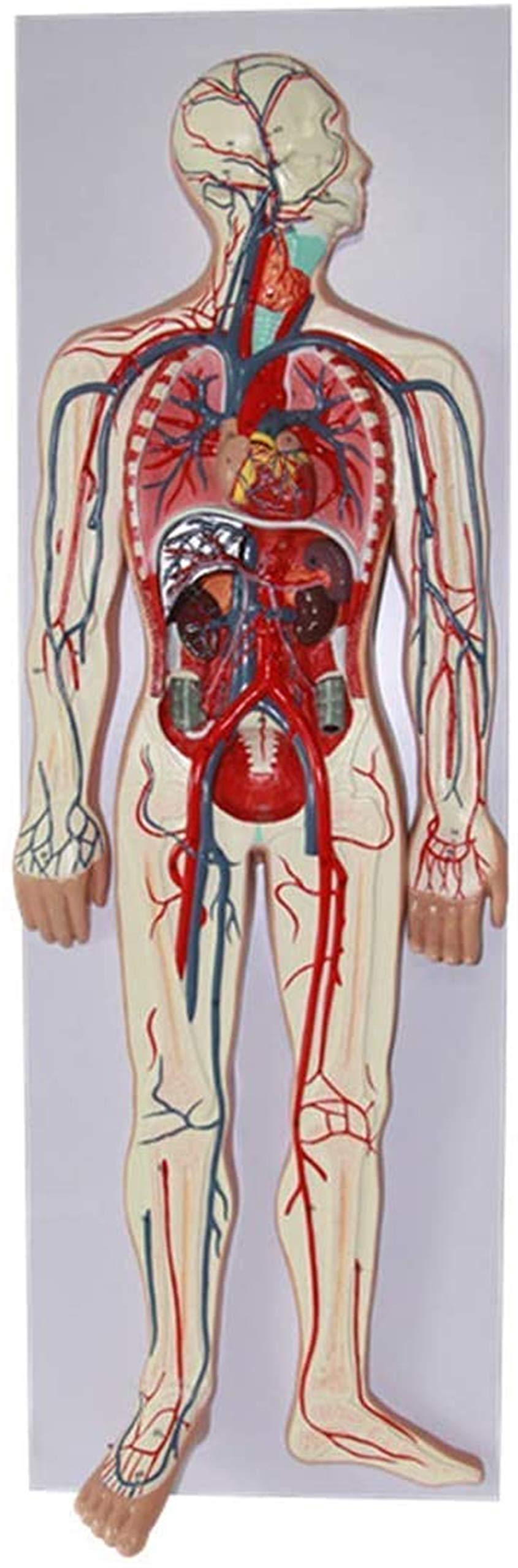 Study Model Educational Model HBlood Circulatory System Model Arterial and Venous Structures HAnatomy Science Models for Medical Educational Training Aid Model,86Cm30Cm5Cm,Medical Models