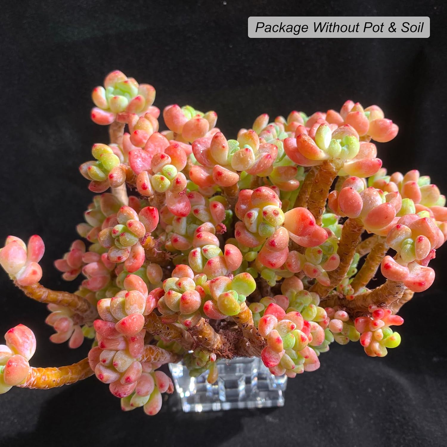 Succulent Plant Live (Sedum clavatum Cluster)