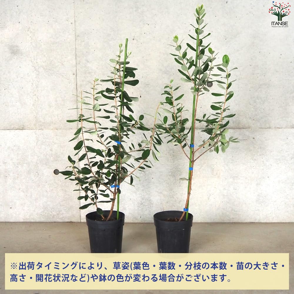 Amazon.co.jp: ITANSE フェイジョアの苗木 アポロ 5～6号 1個