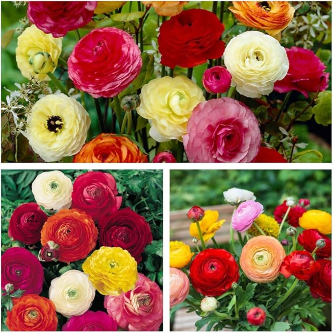Ranunculus Mixed Flower Corms/Bulbs. Hardy Colourful Flowers. (10 ...