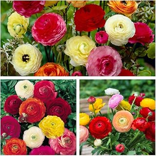 Ranunculus Mixed Flower Corms/Bulbs. Hardy Colourful Flowers. (10)
