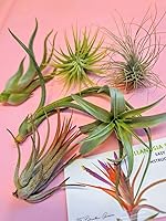 Vista 16 de 4 Live Air Plants, Hand Selected Assorted Variety of Species, Tropical Houseplants for Home Décor and DIY Terrariums (4-Pack)