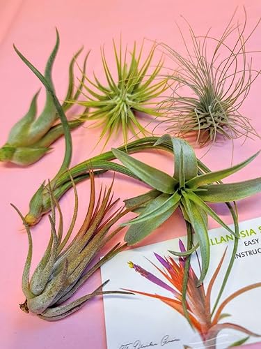 Miniatura 16 de 4 Live Air Plants, Hand Selected Assorted Variety of Species, Tropical Houseplants for Home Décor and DIY Terrariums (4-Pack)