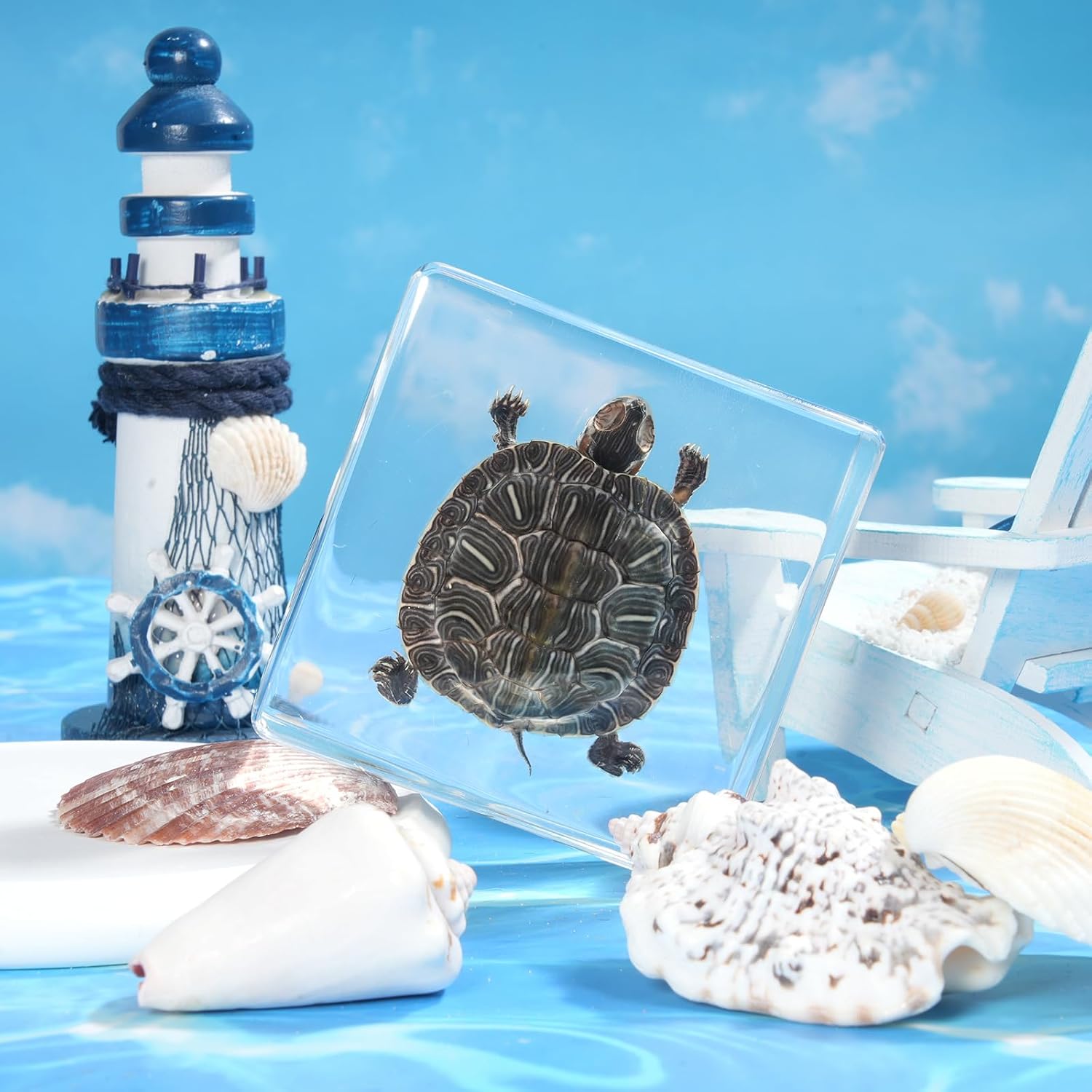 Taxidermy Turtle, Authentic Preserved Turtle Specimen in Resin - Real Taxidermy Animal for Science Education & Gothic Home Decor - Unique Gift Biological Display Piece