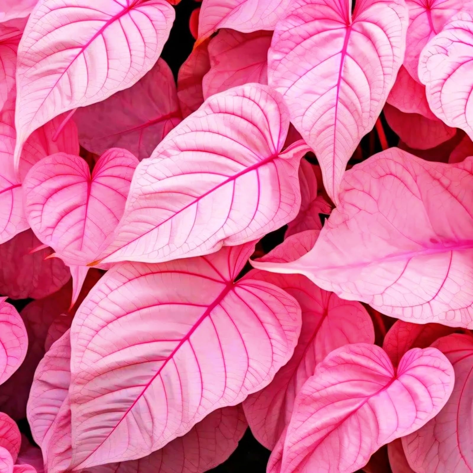 Bulk Elephant Ear Rhizome Surprise Growth, Colocasia Gigantea Bulbs, No Watering Required, Professional Planting-j-6Bulbs