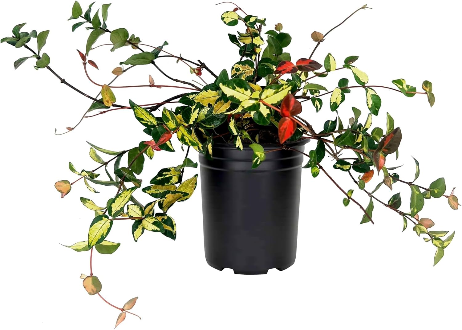 Jasmine Summer Sunset | 1 Live Quart Size Plant | Trachelospermum Asiaticum | Colorful Ground Cover | Ornamental Foliage Plants