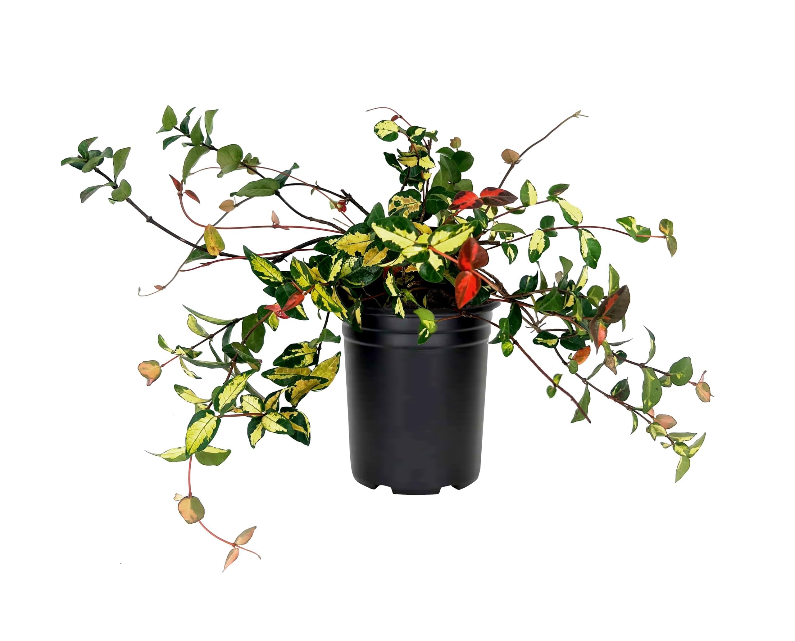 Amazon.com : Jasmine Summer Sunset | 5 Live Quart Size Plants