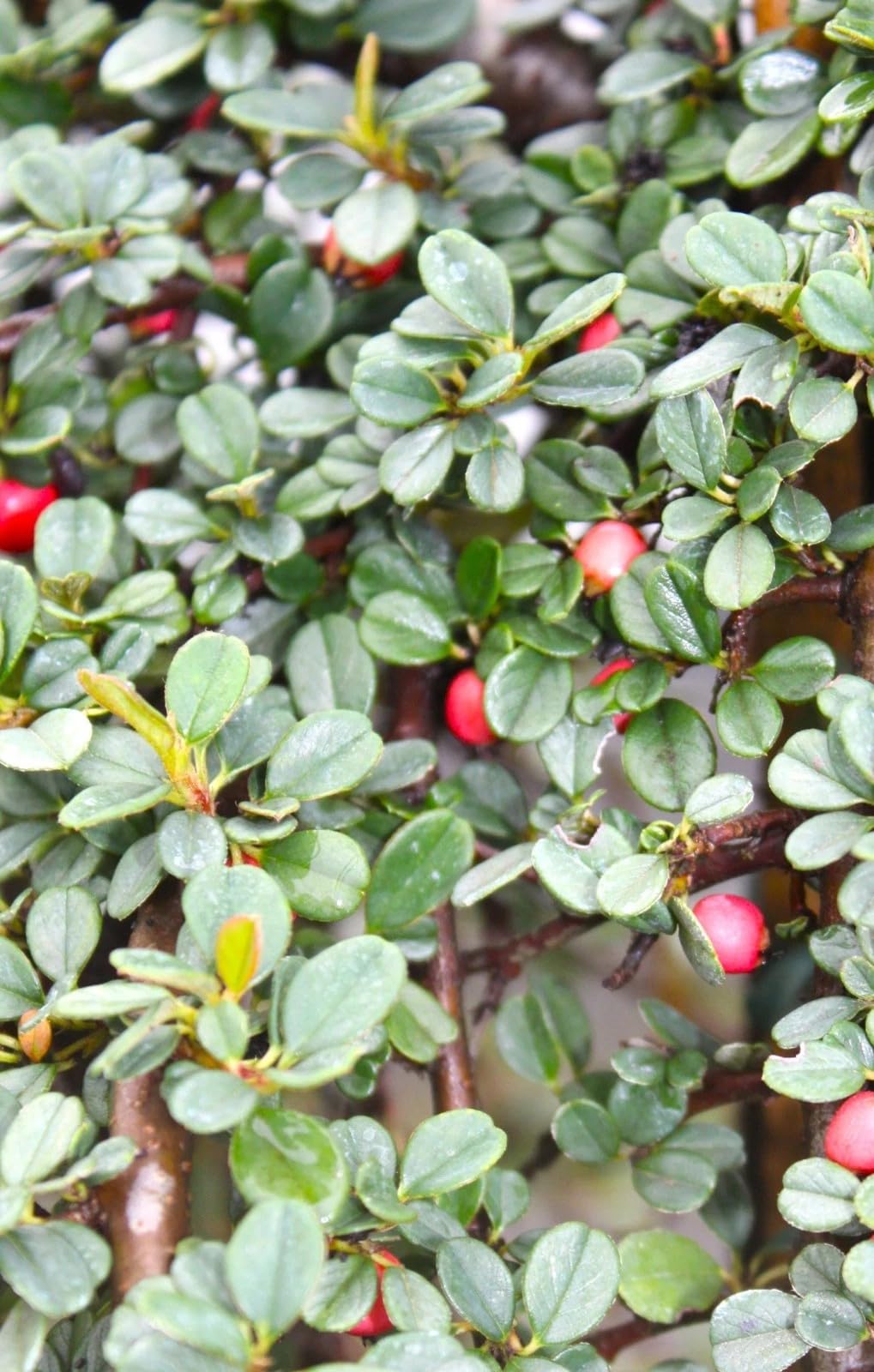 Zwergmispel Coral Beauty Cotoneaster dammeri Hochstamm 80-100 cm Mispel