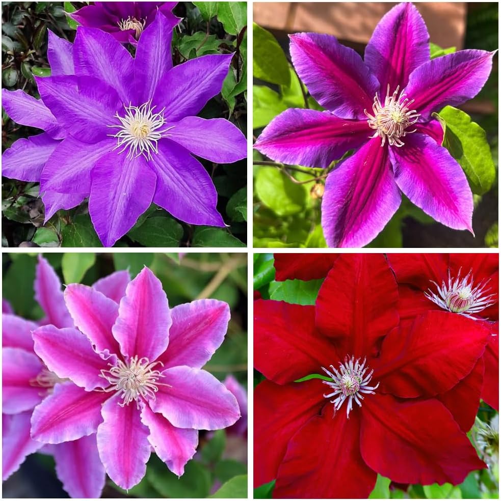 200+Perennial Mixed Clematis Vine Flower Seeds for Planting Outdoor-Clematis Hybridas Plant Garden Home Non-GMO