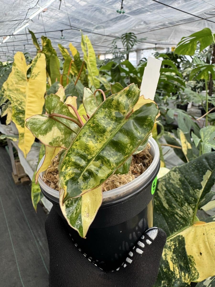 8 フィロデンドロン ビレッティア 斑入り 組織培養苗 順化済 8