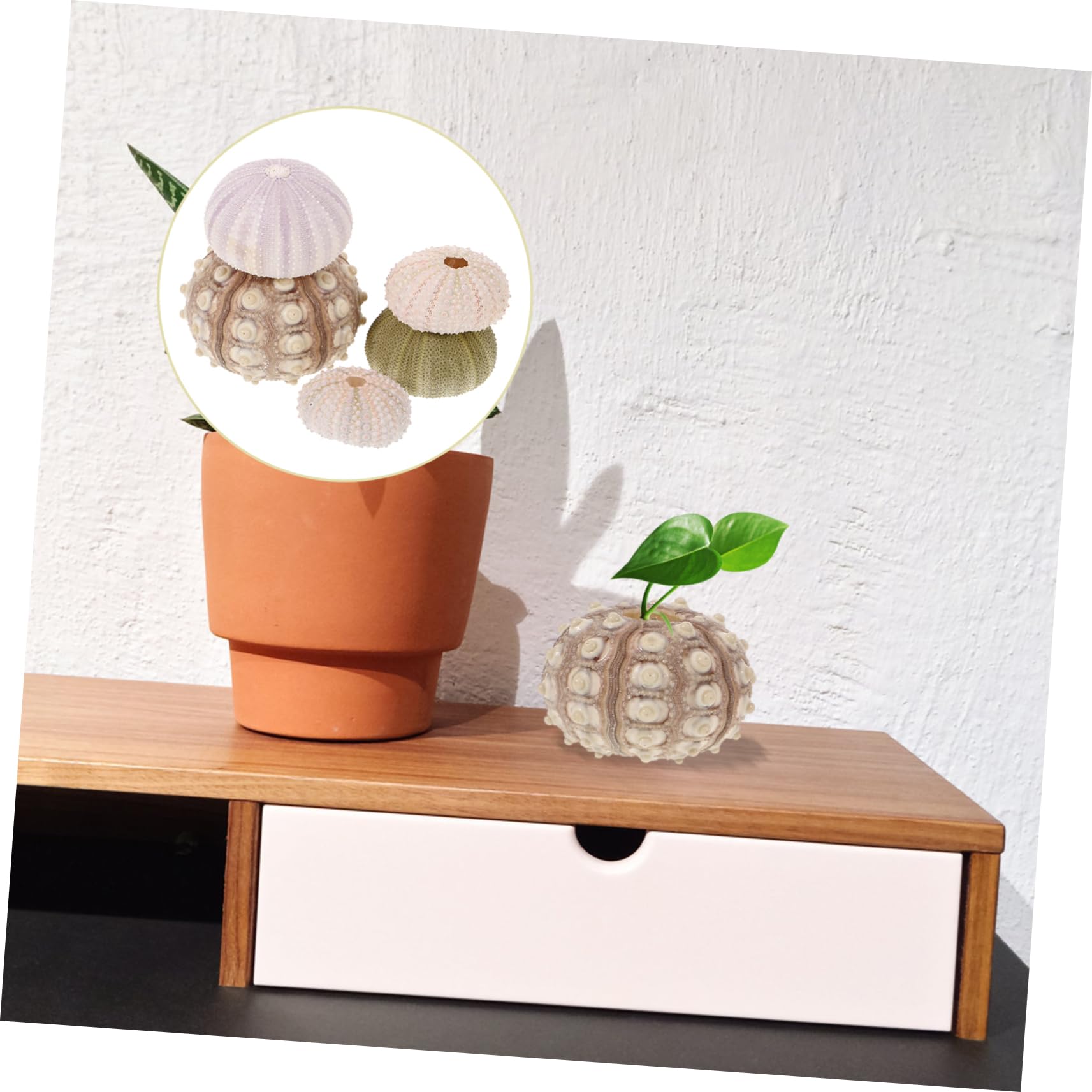 Natuurlijke zee-egel met tillandsia – hanger – large Natuurlijke zee-egel met tillandsia – hanger – large