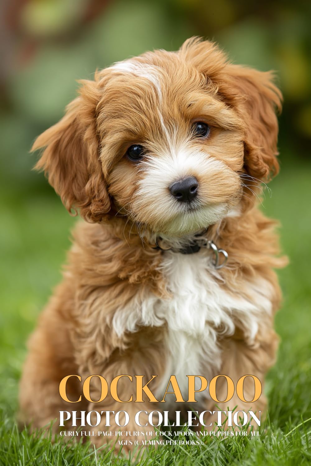 Cockapoo Photo Collection: Curly Full-Page Pictures of Cockapoos and Puppies for All Ages (Calming Pet Books).