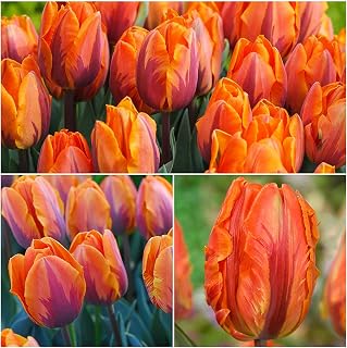 5 Tulip Bulbs Flower Bulbs Garden perennials Bloom Beautifully and Fragrant in Spring. Exotic Plants are Eye-catching
