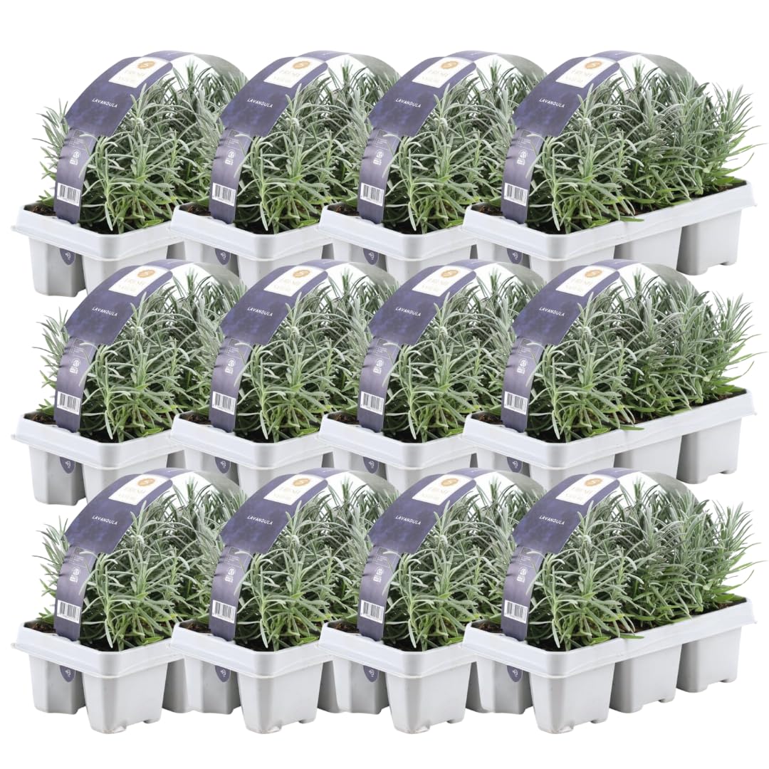 Plants by Frank | 72 Plantes de lavande vraie | Lavandula angustifolia | Ø 7 cm, 15 cm | Plantes vivaces | Idéales en bordure, en massifs et en pots | Plantes d’extérieur | Jardin