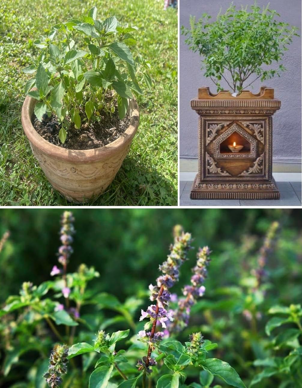 Tulsi Seeds | Holy Basil Seeds | Ocimum Sanctum | 100+