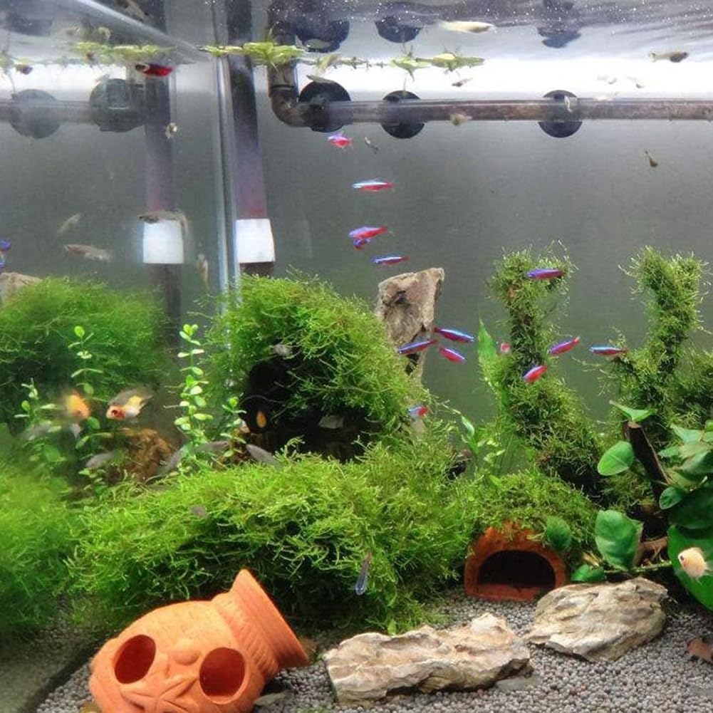 50 semillas de plantas de acuario, decoración de pecera de tortuga, hierba de agua