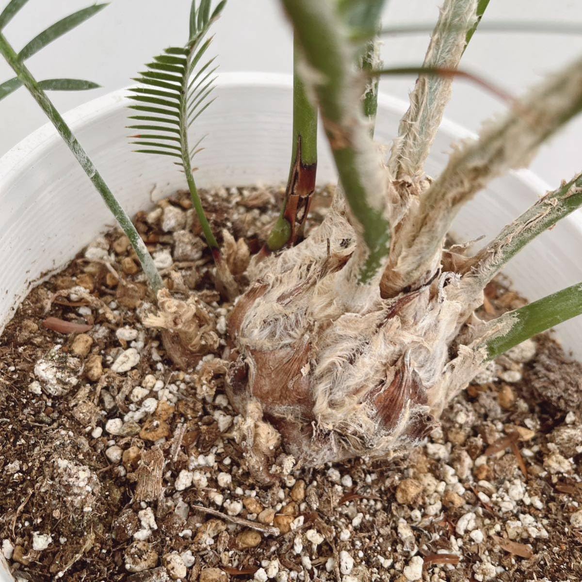 Amazon.co.jp: サイカス ディオーン アルジェンテウム 約7号 品種レア