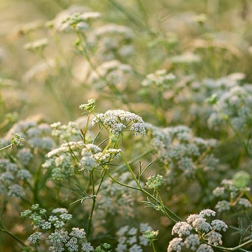 Miniatura 3 de Outsidepride 2000 semillas anuales de semillas de jardín de hierbas de comino para plantar