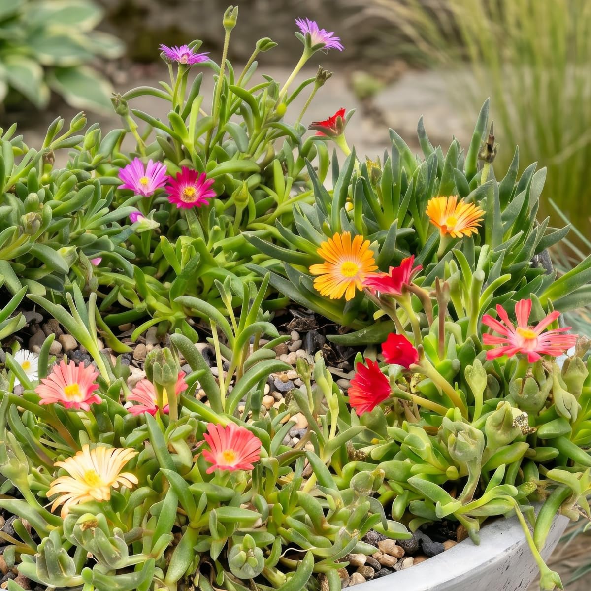 My Green Help – Delosperma Mix Piante Vere da Esterno, 12 Piante in Vaso Ø7 cm, Altezza 10-12 cm con Vaso, Succulenta Tappezzante Sempreverde per Giardino, Bordure e Vasi