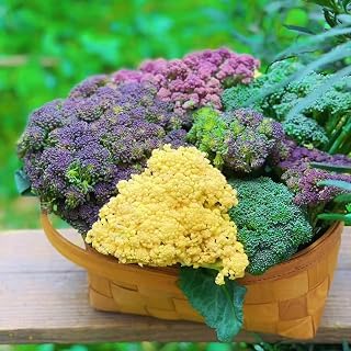 semillas de coliflor de invierno - balcón orgánicas variedades antiguas decorativas 500pcs