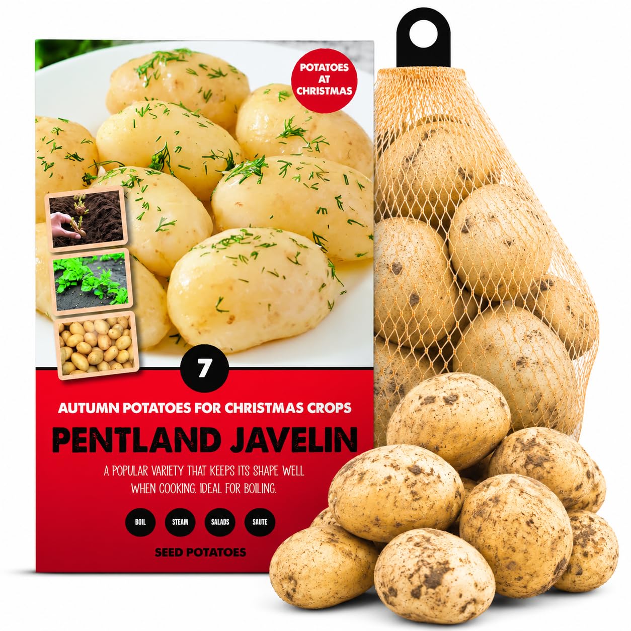 7 Pentland Javelin Seed Potatoes – Autumn Planting for Christmas Harvest – First Early Seed Potatoes for Containers, Grow Bags, Raised Beds & Gardens – High Yield, Great for Boiling, Steaming & Salads