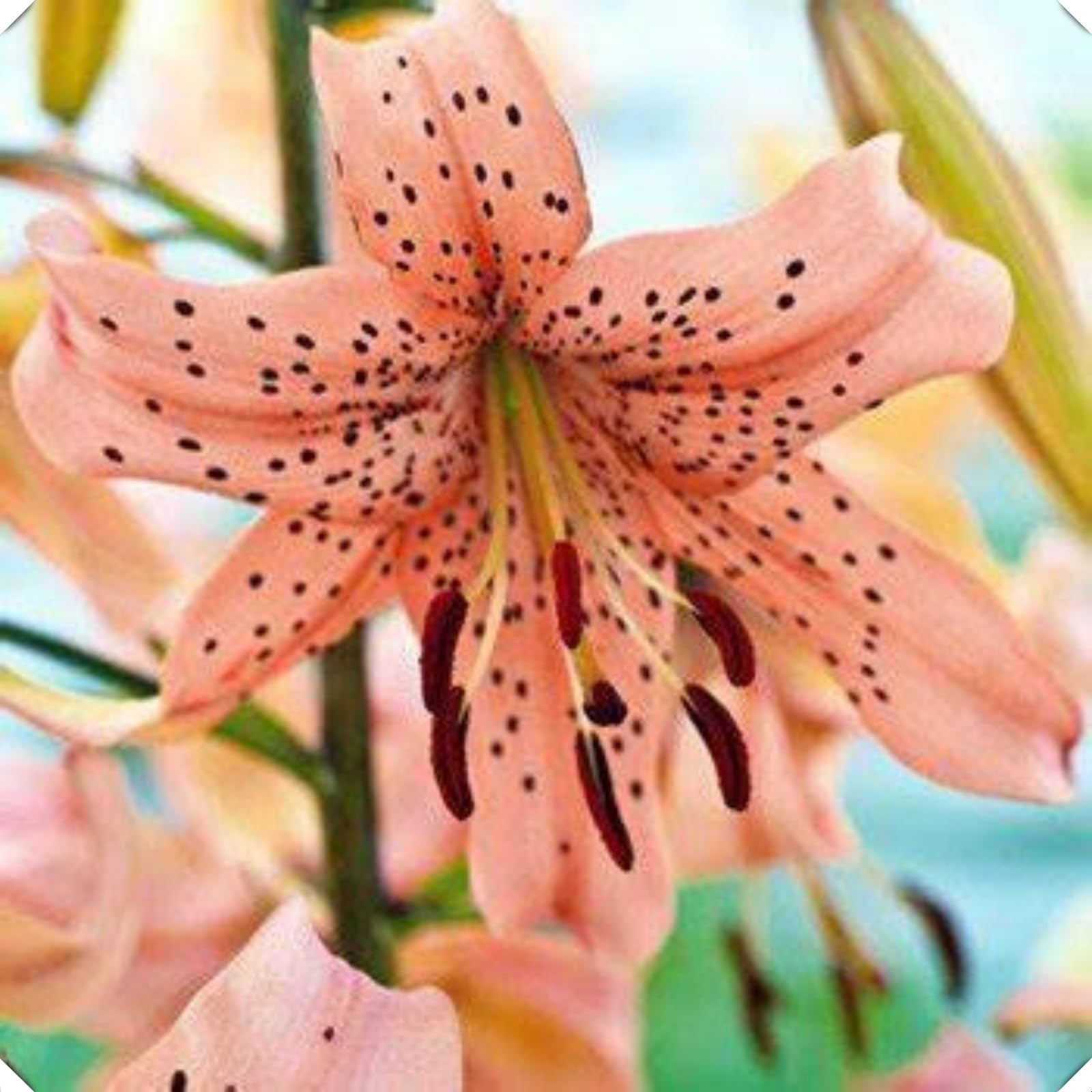 Lily Bulbs=Tiger Lily for Planting Now UK=Perennial Delights for Spectacular Garden Displays【BNSOIDE】-8bulbs-C