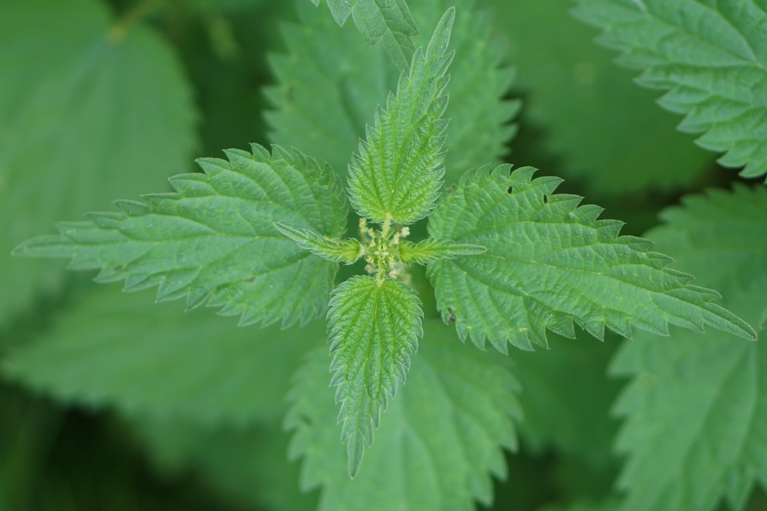 Große Brennnessel (Urtica dioica) Samen. Heilpflanze, natürlicher Dünger. (100000 Samen = 20,0g)