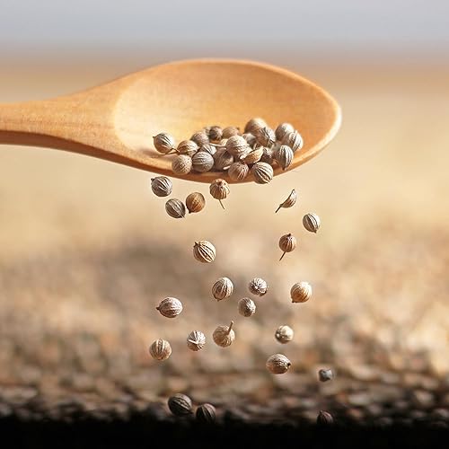 Miniatura 6 de GranAroma Semillas de cilantro enteras de 5.5 onzas, adobos y frotaciones secas, sabor cítrico