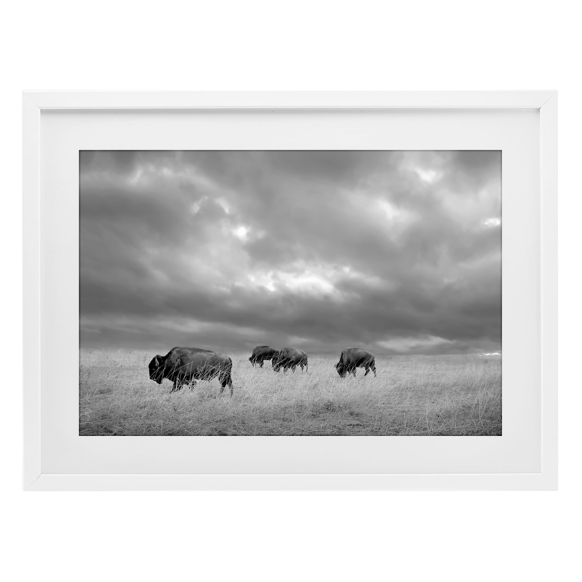 Stupell Industries 'Bisons Under an Autumn Sky', Framed Print Under Glass, White, 23 x 17 Inches, Easy to Hang and Sturdy, Made in USA, by Steve Toole