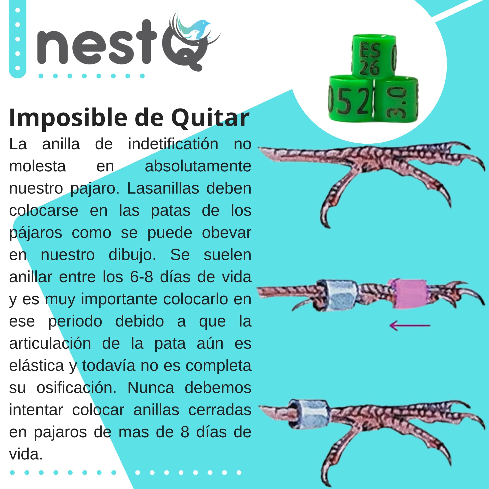 nestQ 1 Tira 25 Anillas Canarios 2026 Color Verde Federativo Policromo Grabado Laser Cerradas 3mm Numeradas con Año Marcado — view 2