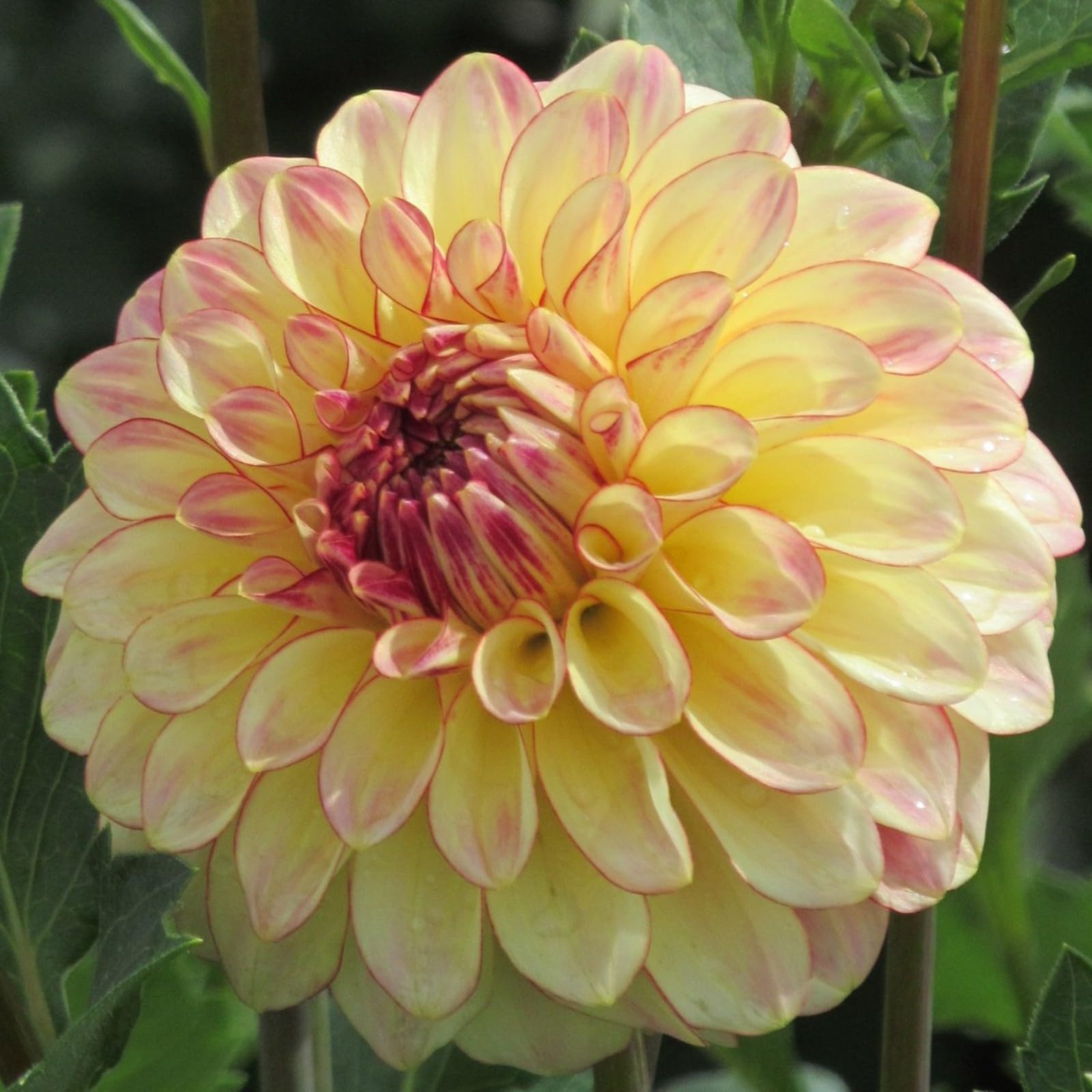 Dahlia for Planting Now UK Ornamental Display Perennial Good for Containers Natural Organic Plant Bulbs Greening Flower Easy Plant-4bulbs-G