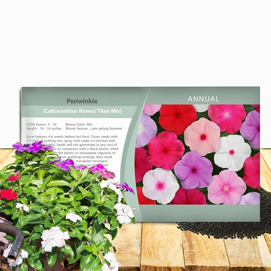 Amazon.com : Outsidepride Titan Mix Periwinkle Seeds for