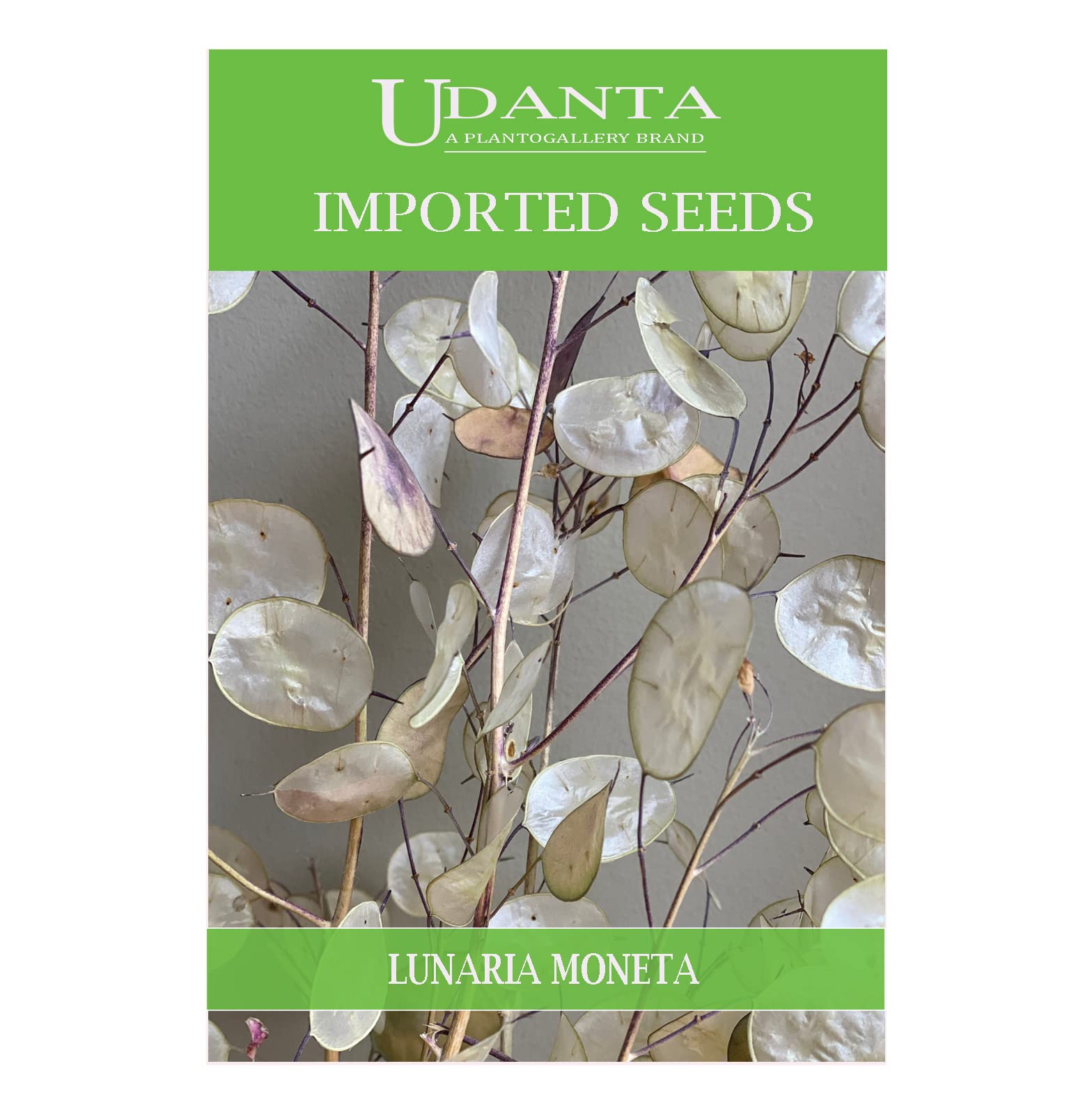 Udanta Lunaria Moneta Del Papa Honesty Imported Flower Seeds PACK Of 2 Packet-image-32