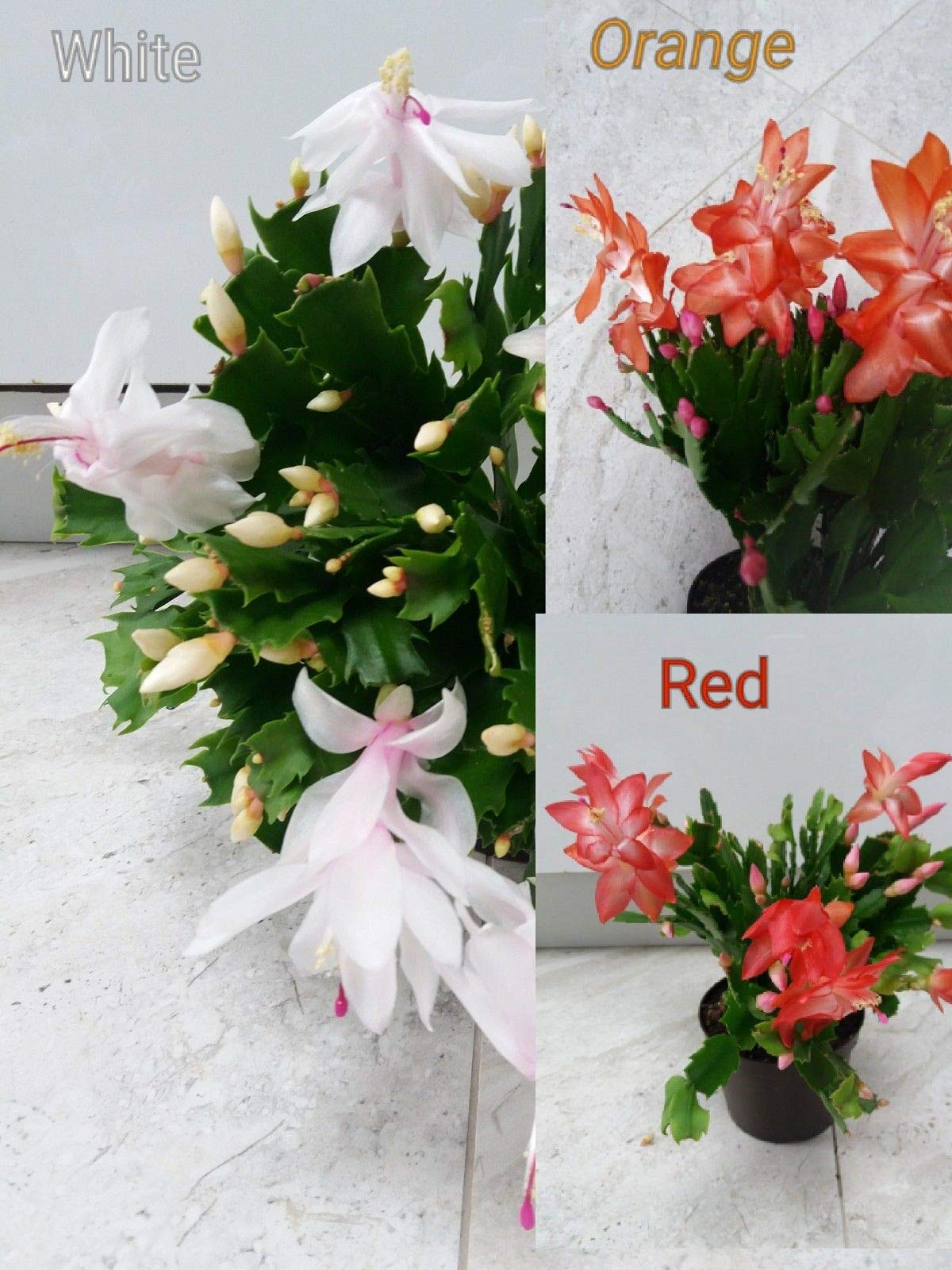 Portal Cool 3Xchristmas Talee di Cactus. Schlumbergera Truncata Piante varietà miste