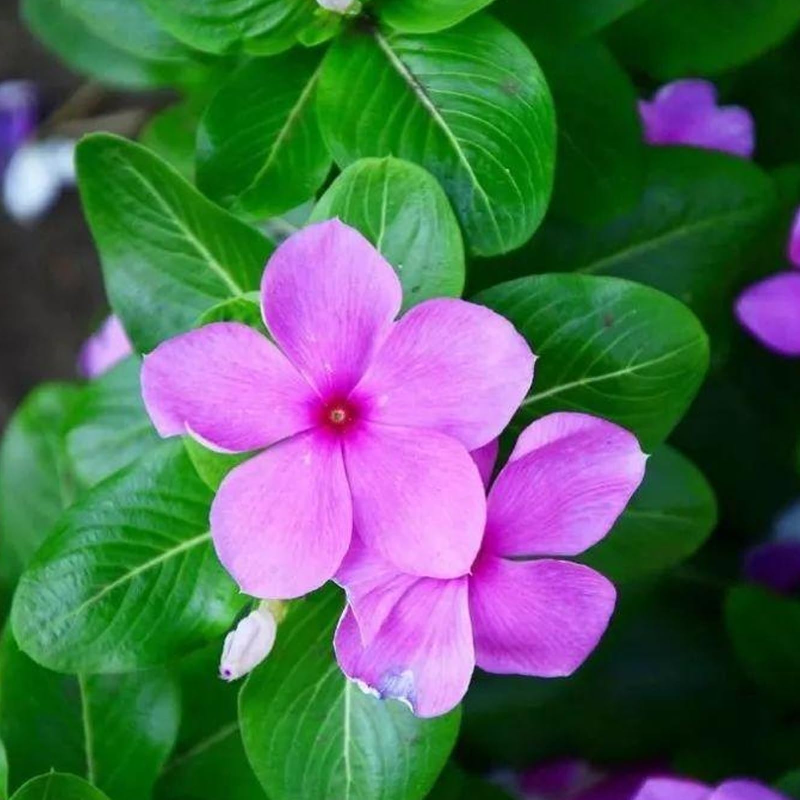 Immergrn-Samen Vinca-Samen fr Garten