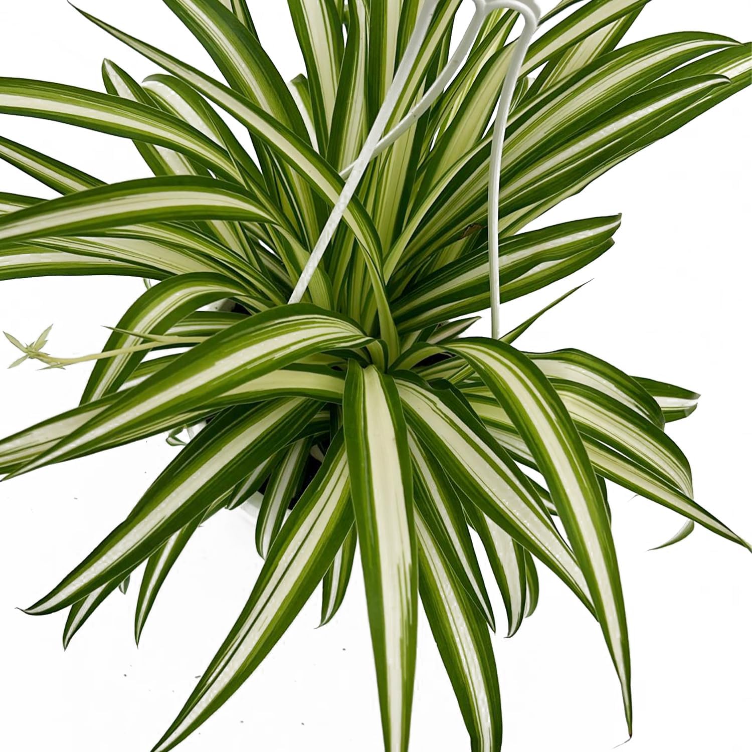 Live Reverse Spider Plants in 6 inch Hanging Basket - Chlorophytum Comosum Vittatum Plant for Home & Office Decor, Easy to Grow Air Purifying Houseplant White & Green Striped Foliage (1)